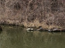 Turtle luv